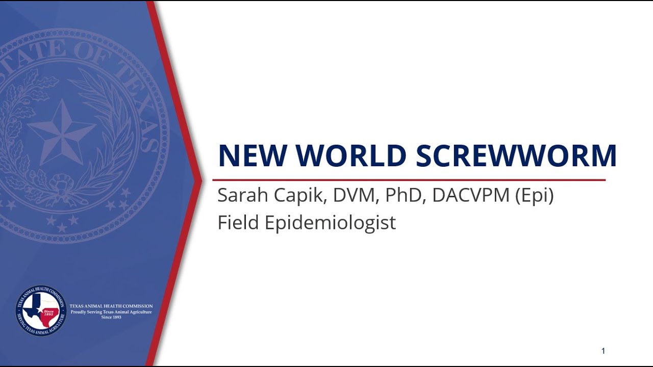 New World Screwworm