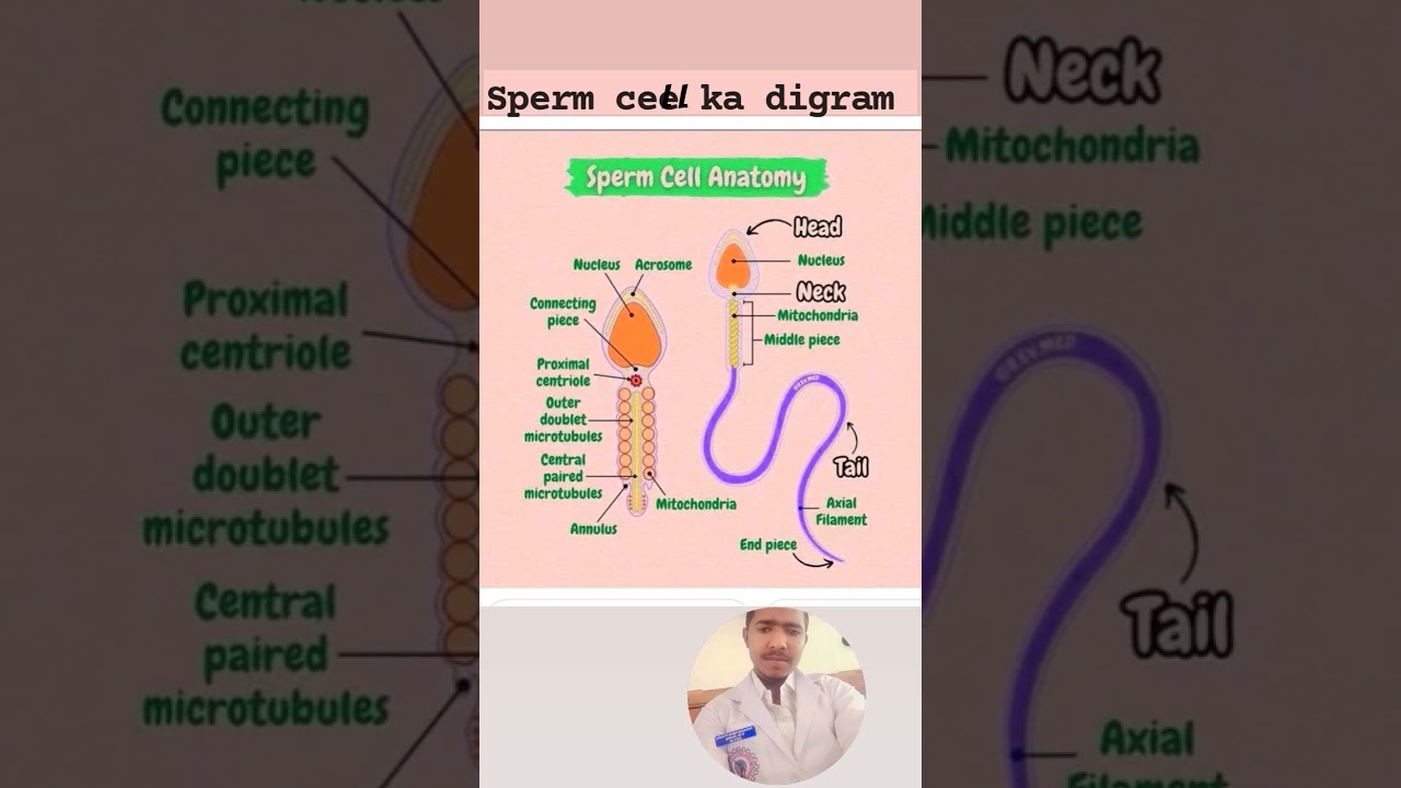Male ke sperm cell ka diagram 💯🩺💯❤️📸