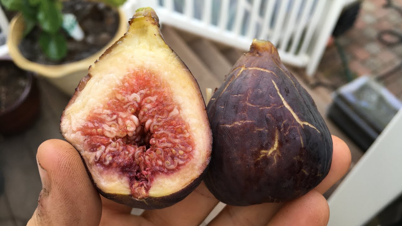 Pinching Fig Trees for Hormonal Balance