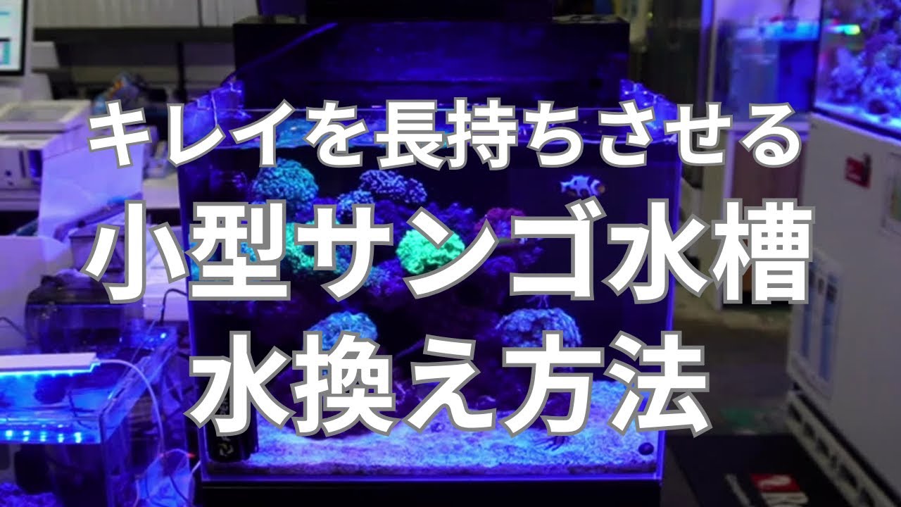 【水換え】小型海水魚サンゴ水槽の水換え手順！失敗しない維持メンテナンスガイド　プロが教える正しい水換え量から簡単な小技までキレイを長持ちさせる方法を完全解説いたします。
