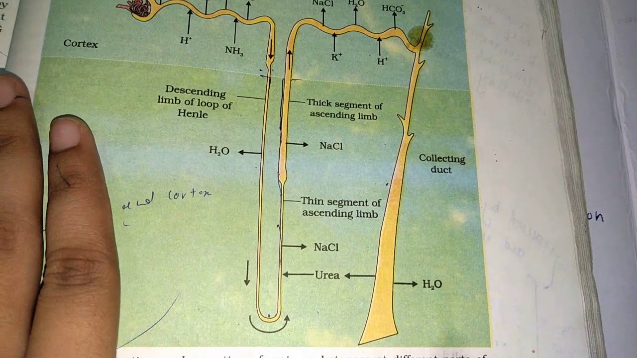 Functions of tubules / PCT / DCT / HENLE LOOP / collecting duct / NEET prep 2025/ excretion