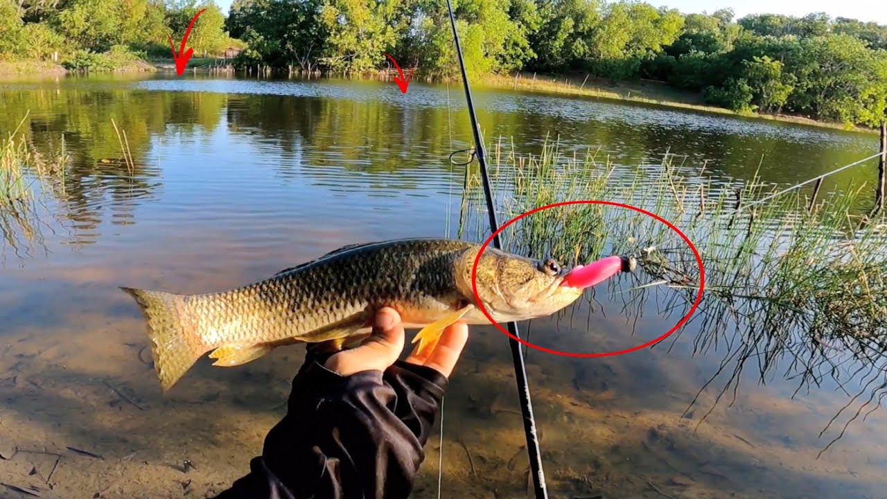 Pescaria de Traíra de Fundo, Assim você vai cansar de tanto pegar peixe.