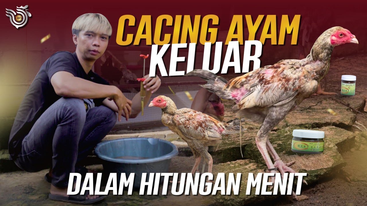MENGATASI CACINGAN PARASIT PADA ANAK AYAM