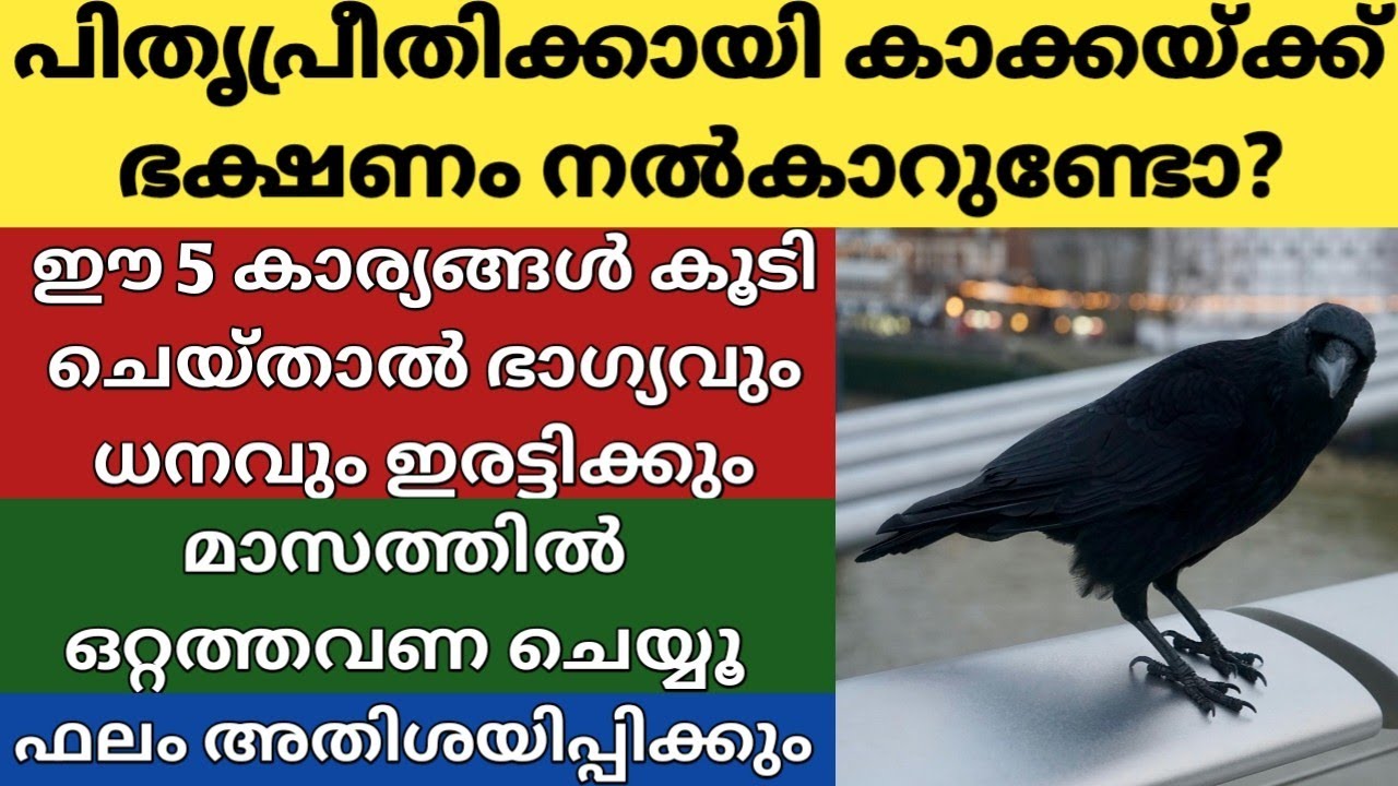 കാക്കയ്ക്ക് ഭക്ഷണം കൊടുക്കാറുണ്ടോ? ഈ 5 കാര്യങ്ങൾ കൂടെ ചെയ്താൽ ഭാഗ്യവും ധനവരവും ഇരട്ടിക്കും