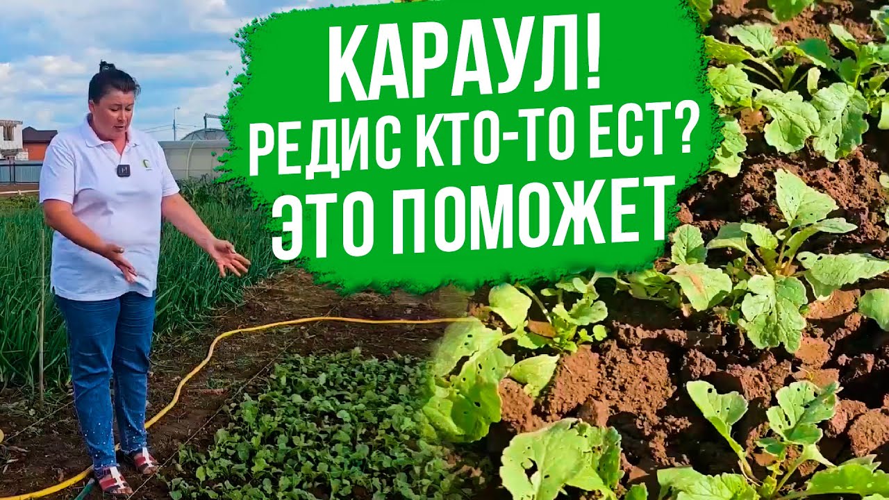 Как легко избавиться от крестоцветной блошки? Крестоцветная блошка меры борьбы.