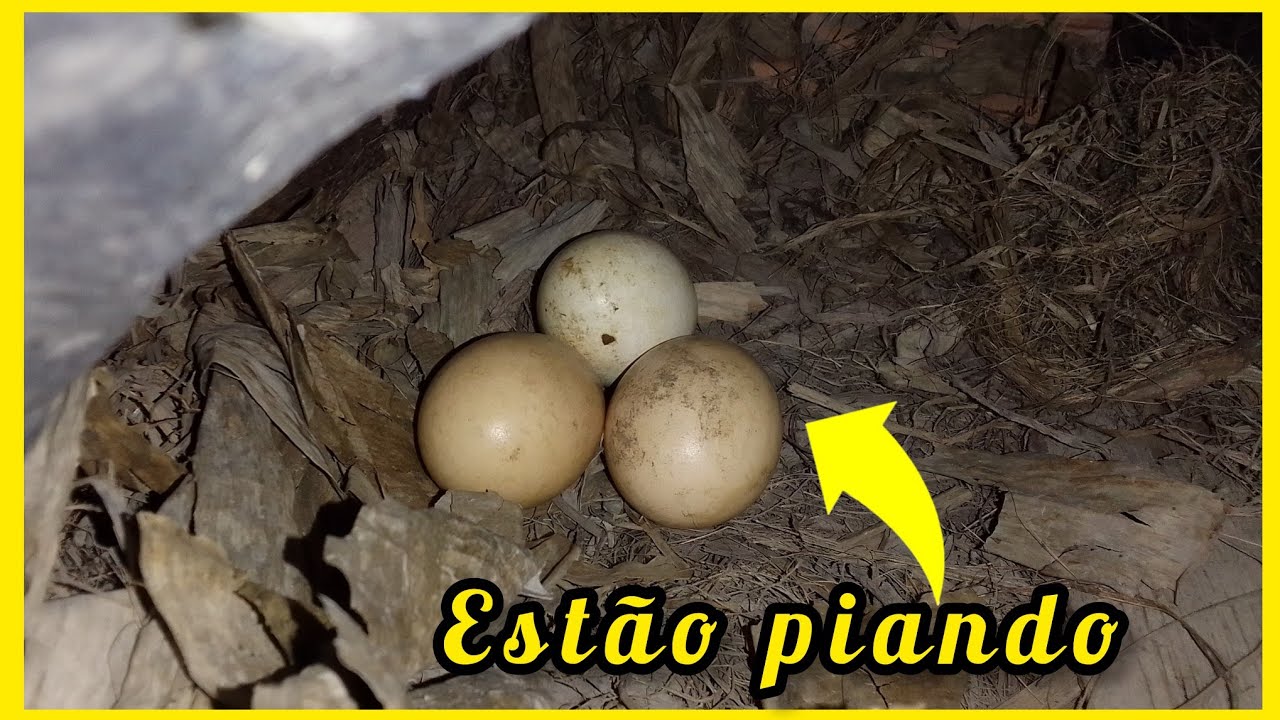 Estão piando dentro do ovo|granja caipira