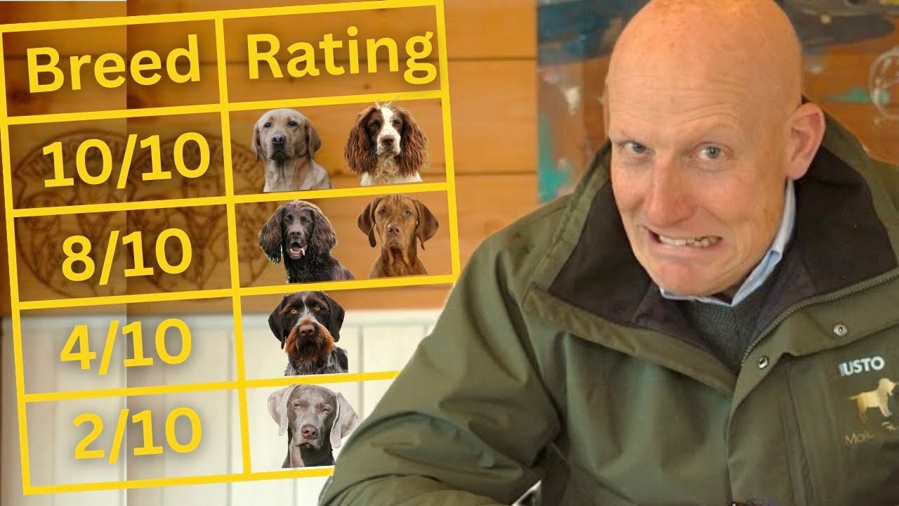 RATING Gundog Breeds As A PROFESSIONAL Trainer