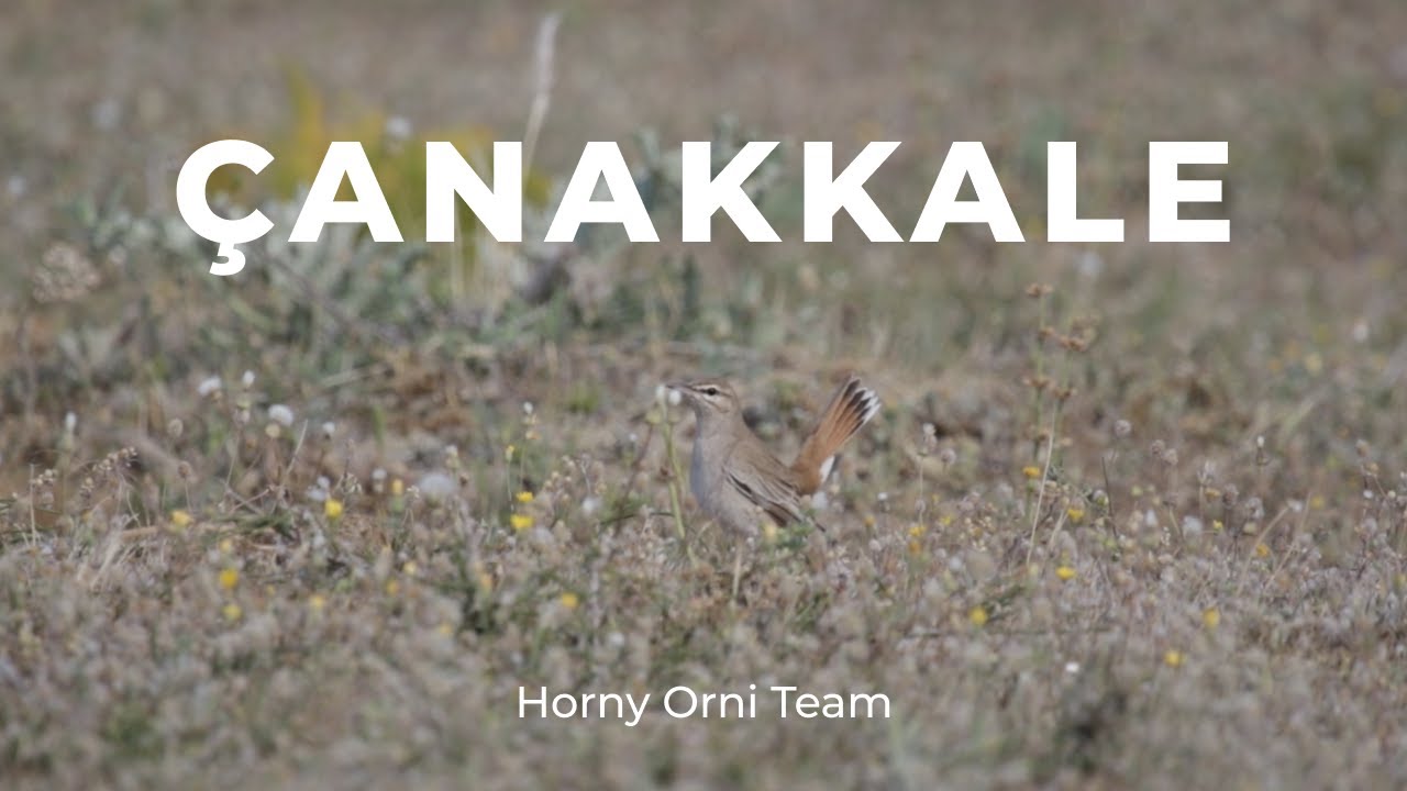 Global Big Day 2022 in Çanakkale, Turkey / Birdwatching in Turkey