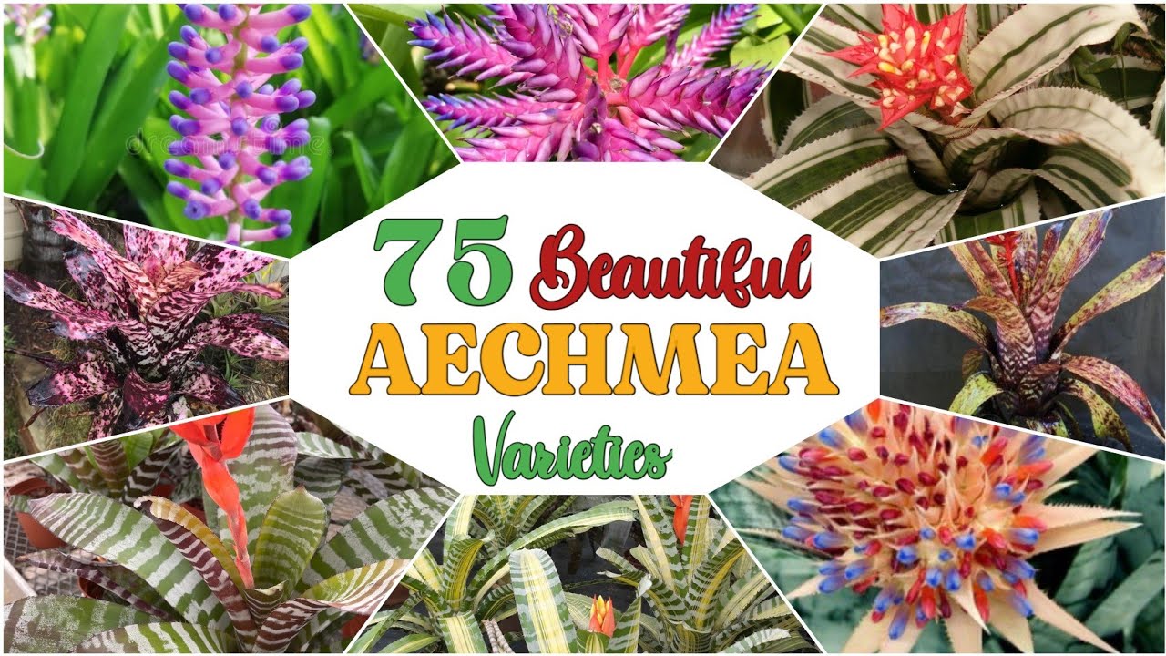 75 Beautiful Aechmea Bromeliad Varieties