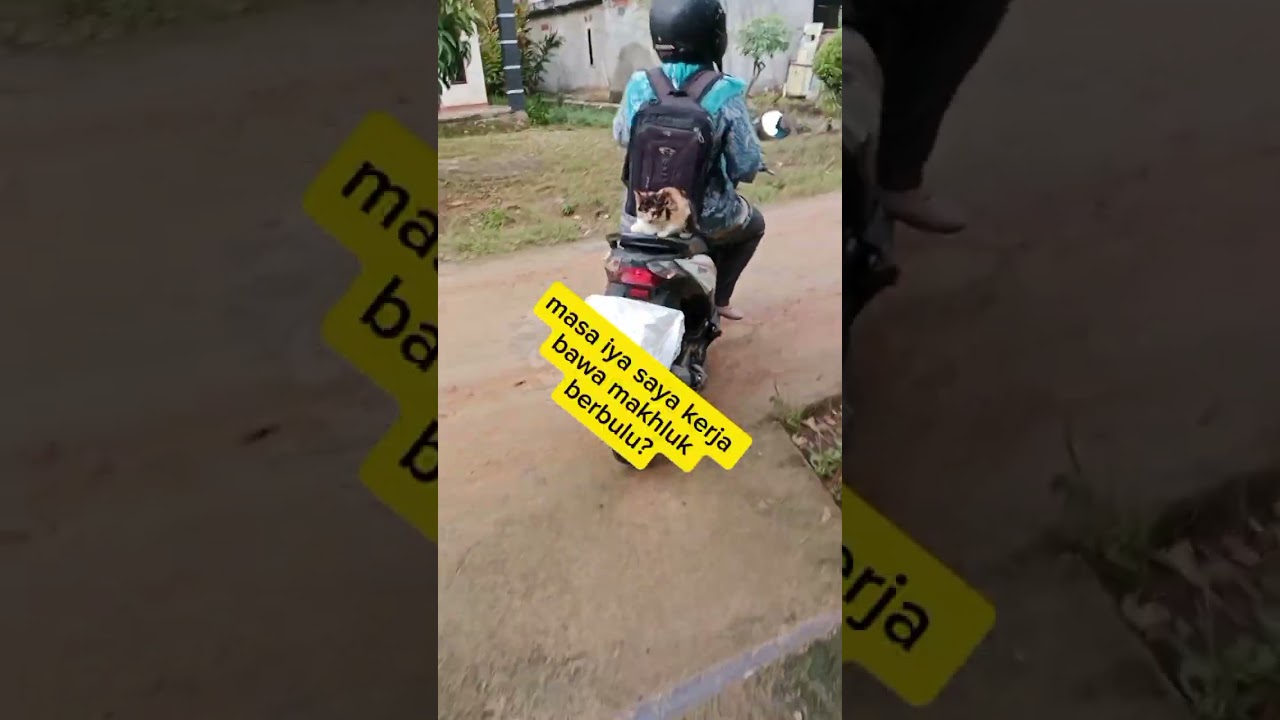 Kucing naik motor #boncengan