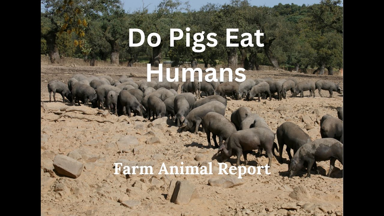 Do Pigs eat Humans
