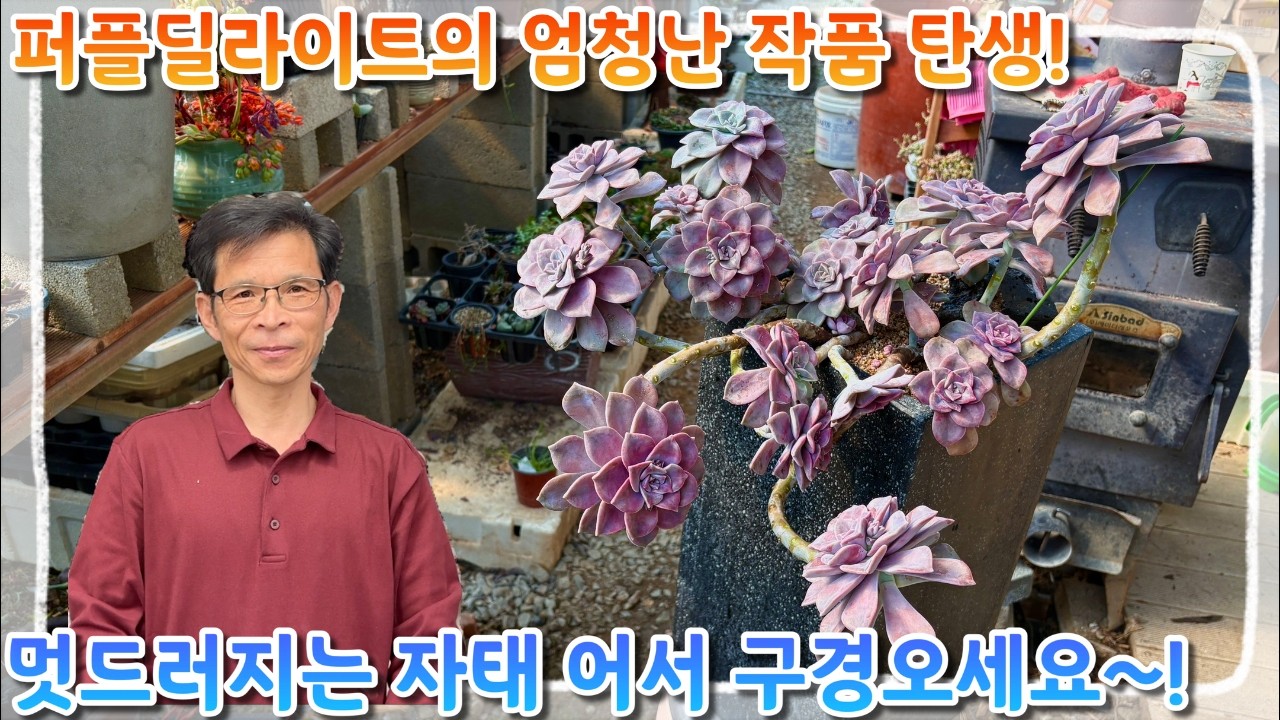 소장품 퍼플딜라이트에서 엄청난 대작탄생 ! 멋드러지게 심어진 퍼플 딜라이트 구경오세요 ~!