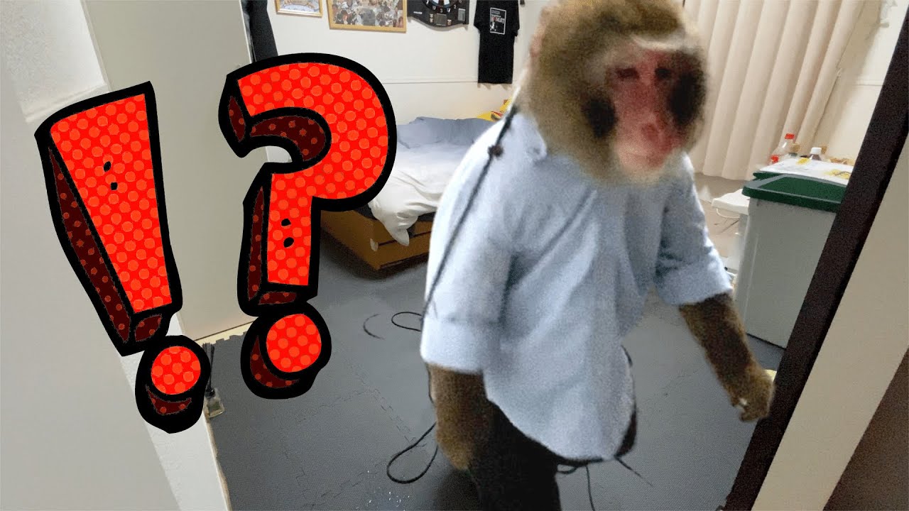 ともきがいない時、りきは一人で何をする？ - ともきりき - What my Monkey does alone when I'm not around.