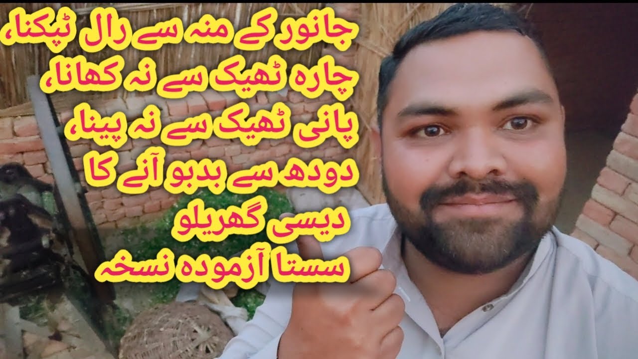 bhains ke dudh mein badbu kyon aati hai|| آسان گھریلو سستا ٹوٹکہ  || Animal Informer TV