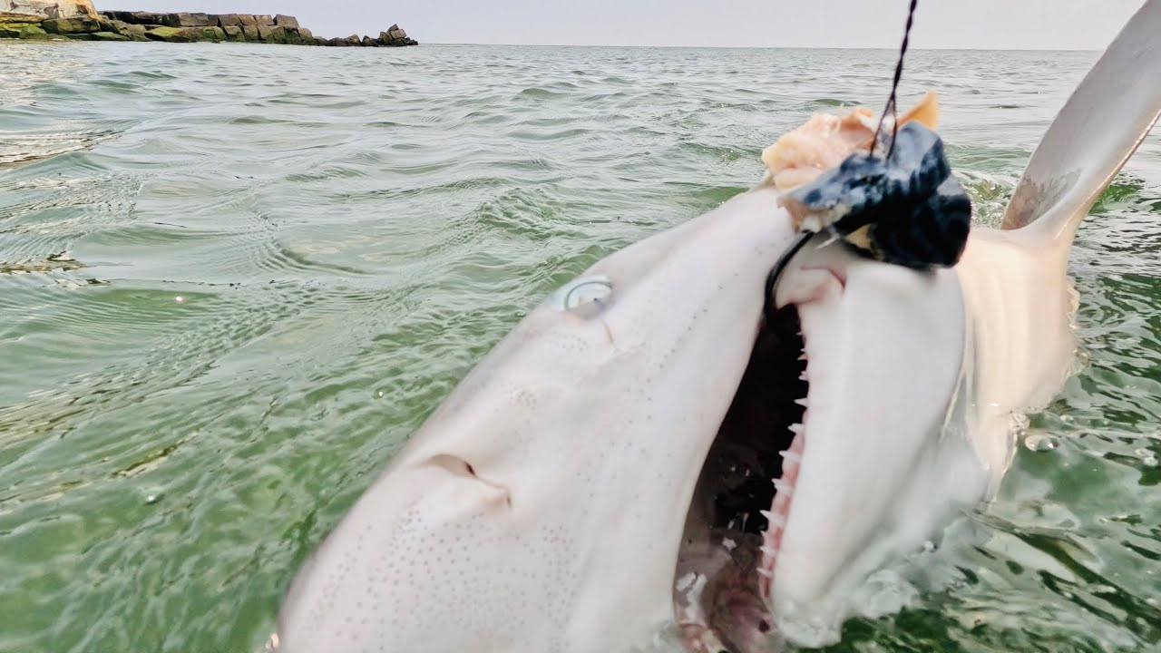 SHARK FISHING off the coast of Lewes Delaware aboard The Pale Horse!!! 2 HUGE SHARKS!!