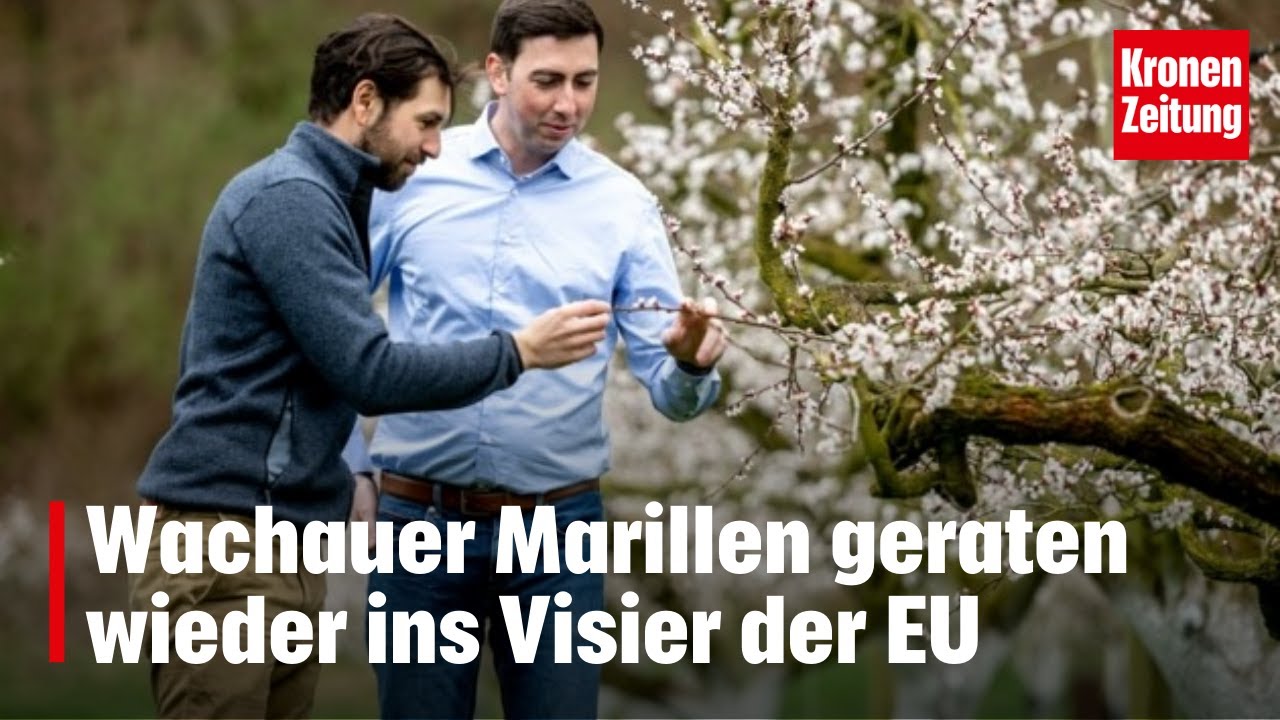 Alarm wegen Gesetz: Wachauer Marillen im Visier der EU | krone.tv NEWS