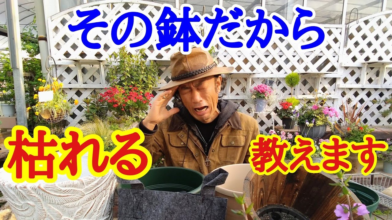 【植木鉢の基礎】植物管理上手になるためにプランターを変えてください　【ガーデニング】【園芸】【初心者】【育て方】