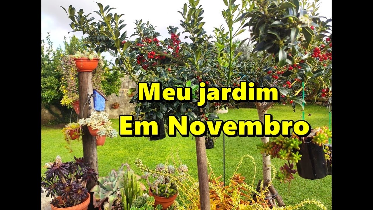 As cores deste mês no meu jardim #plantas #suculentas