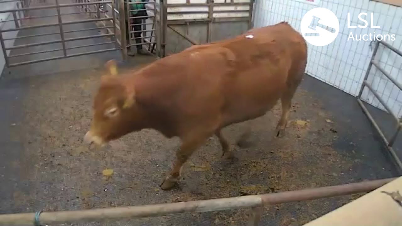 LSL Auctions - Big flesh Cow, Beef Cow at Ennis Mart Clare Co-Operative Marts - LSLAuctions.com