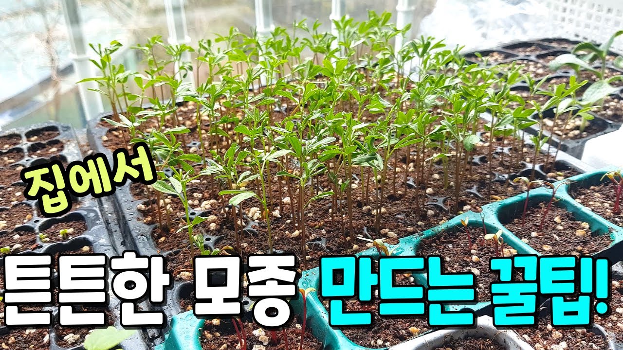 베란다 햇빛부족, 이렇게 해결해요!간단한 씨앗 보온방법/튼튼한 모종 키우기 꿀팁/비싼 모종 더 이상 사지마세요! 토마토 모종만들기