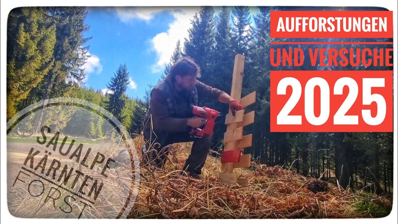 🌲🌳Aufforstungen und Versuche 2025🌳🌲