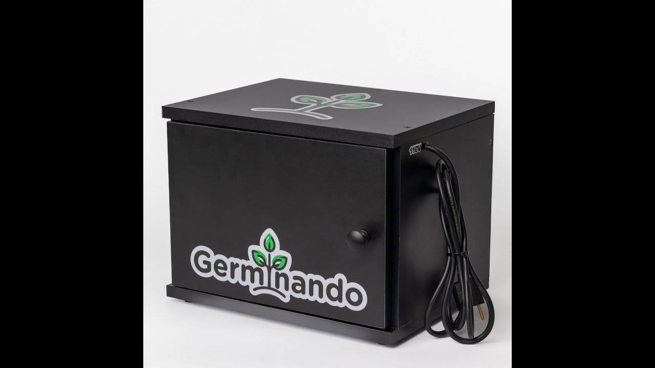 Germina&ccedil;&atilde;o de sementes de Cannabis Estufa