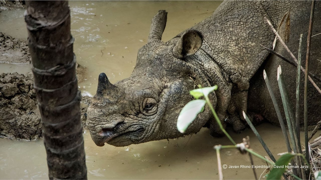 JAVAN RHINO EXPEDITION: SURVIVING IN SILENCE