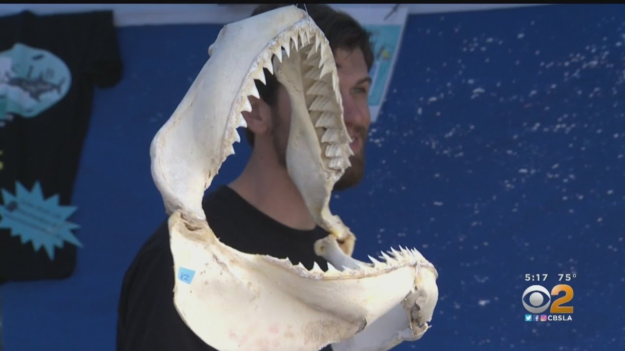 Traveling Exhibit 'Shark Shack' Tells Swimmers How To Stay Safe