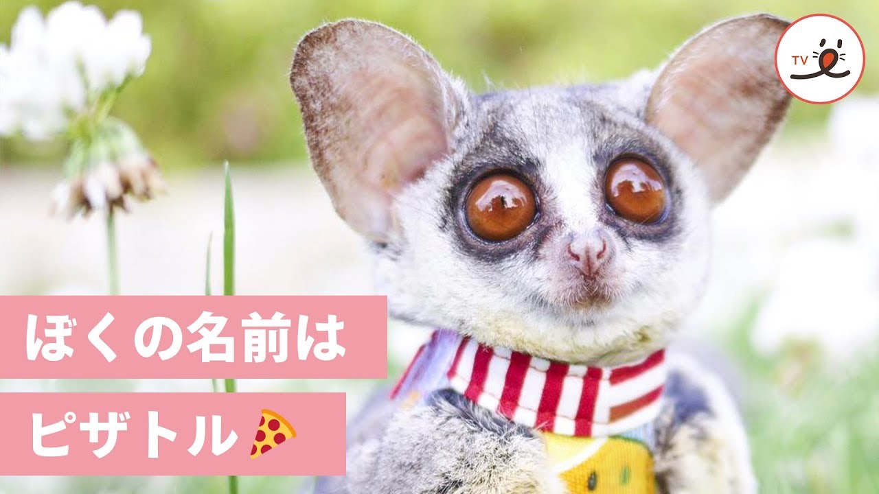 いつでも一緒！ 手乗りサイズのお猿さん・ピザトルの魅力🍕【PECO TV】