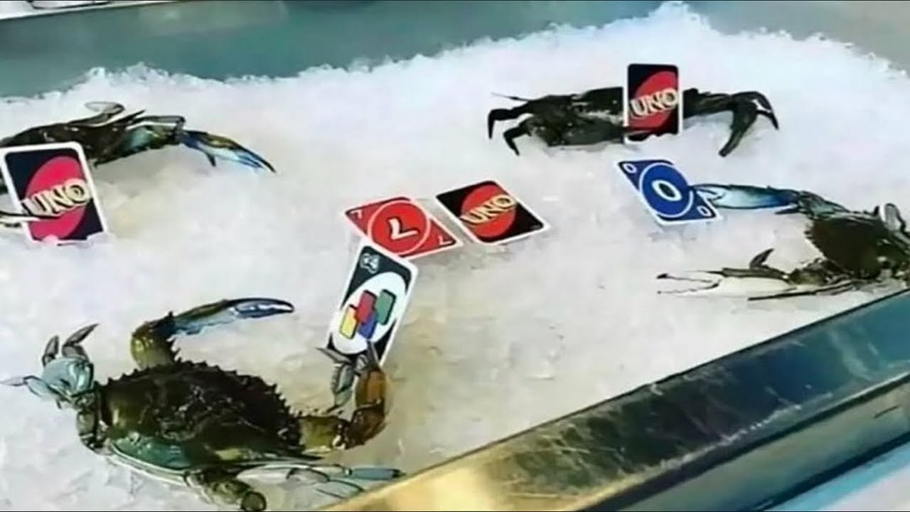 Shitpost compilation 50