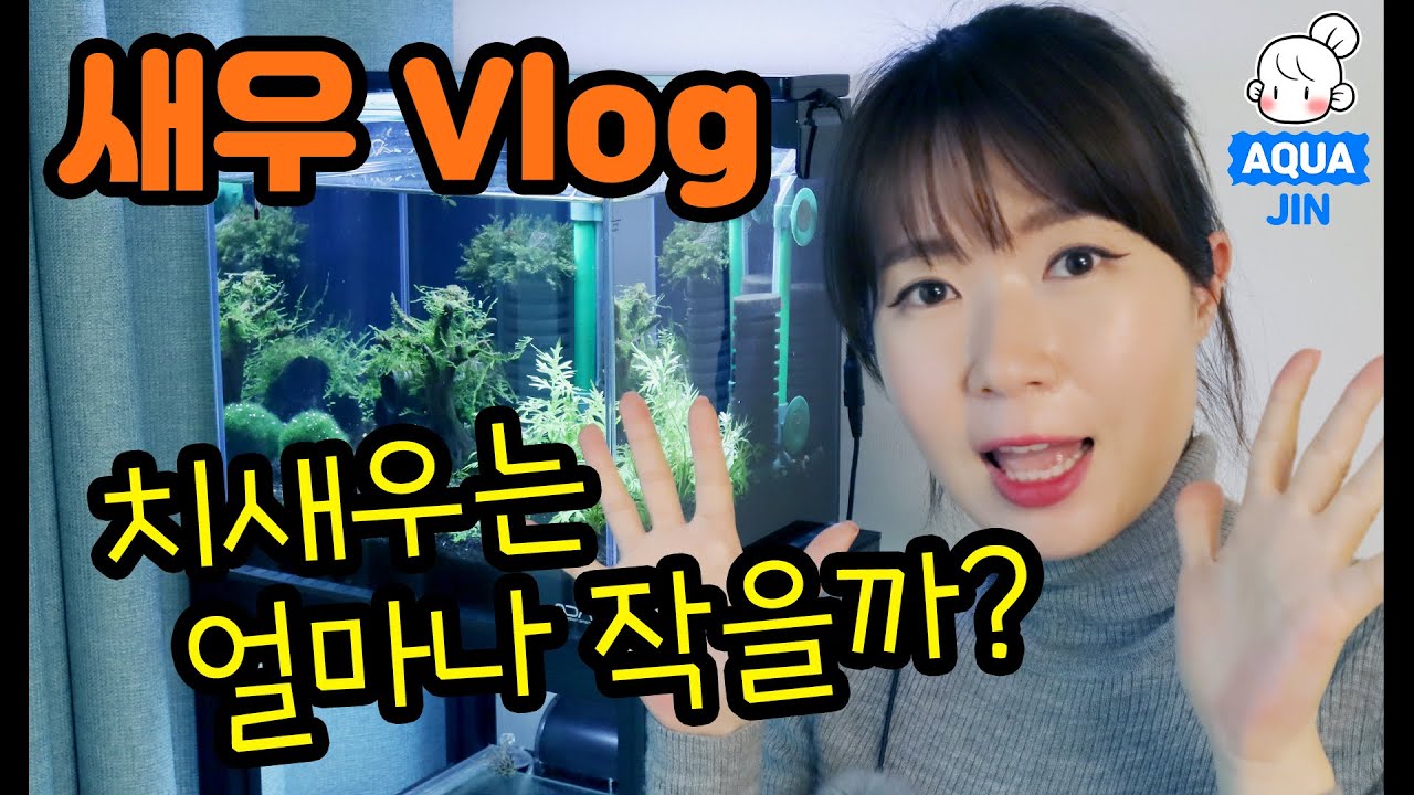 새우를 키울 수 밖에 없는 이유! 블러드 메리 새우 키우기 & 정말 너무 작은 치새우 ! The reason to raise Blood Mary Shrimps