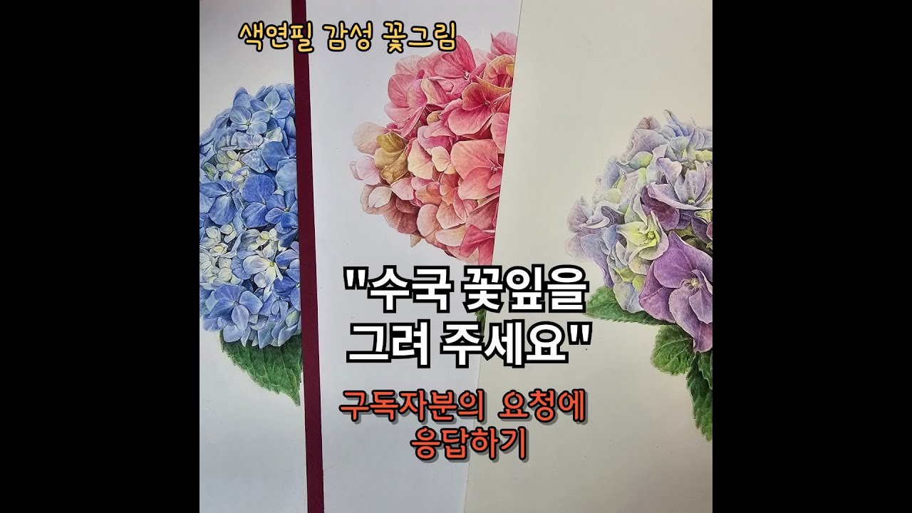 구독자 요청 / 색연필로 수국 꽃잎 표현방법 /Subscriber's request / Drawing hydrangea petals with colored pencils