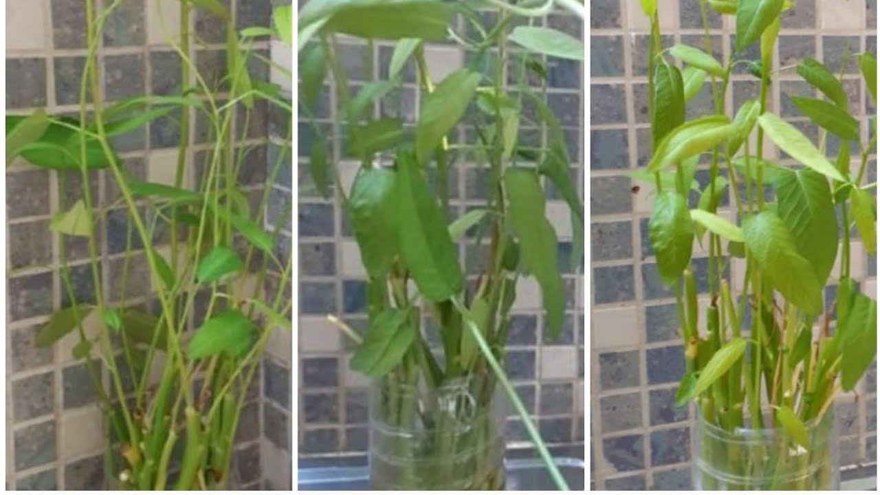 KANG KONG/WATER SPINACH EXPERIMENT IN A WATER BASE CONTAINER//KANGKONG STALK GROWING IN A WATER