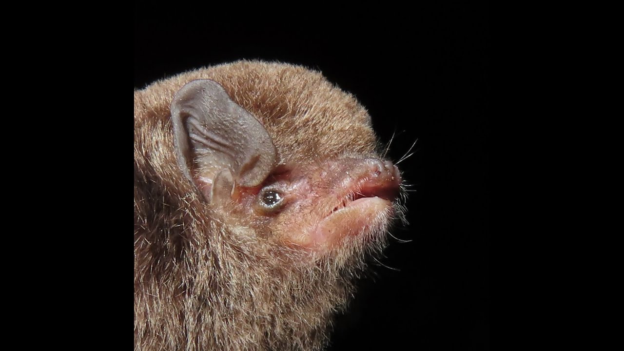 Miniopterus minor