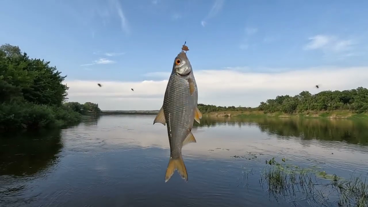 Рыбалка на реке Дон. Донки, спиннинг, фидер.#fishing #рекадон #рыбалка#битюг