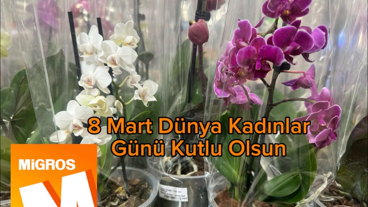 Migros Kadınlar Günü İçin Mükemmel Orkideler Getirmiş #migros #migroskop #8martdünyakadınlargünü