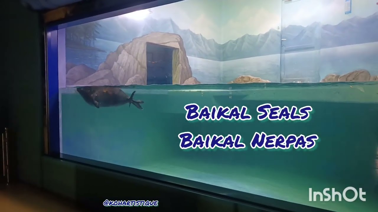Baikal Nerpas. Baikal Seals #seal #nerpa 🦭🦭🦭🦭🦭🦭 #animal #animalprotection 
