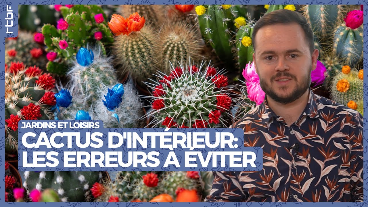 Cactus d'intérieur : les erreurs à éviter pour des plantes en pleine santé | Jardins et Loisirs