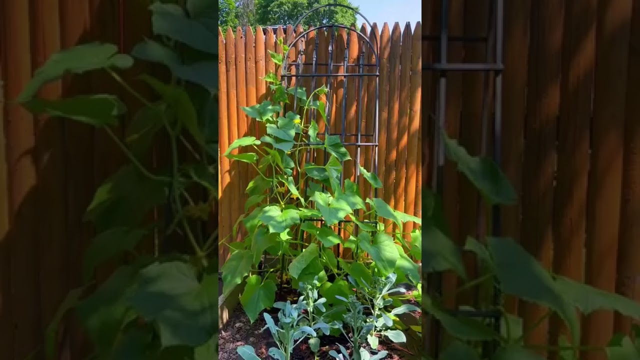 CUCUMBER PLANT TIMELAPSE 🥒