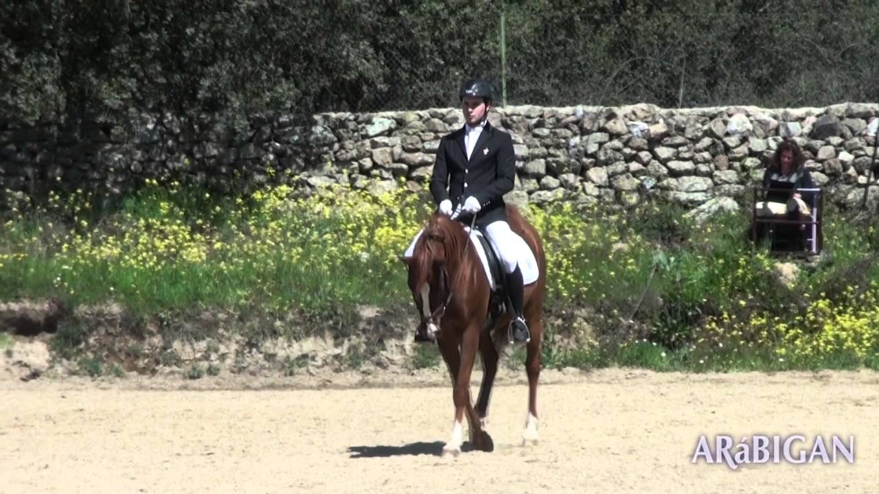 Funcionalidad del caballo árabe en Doma clásica y salto