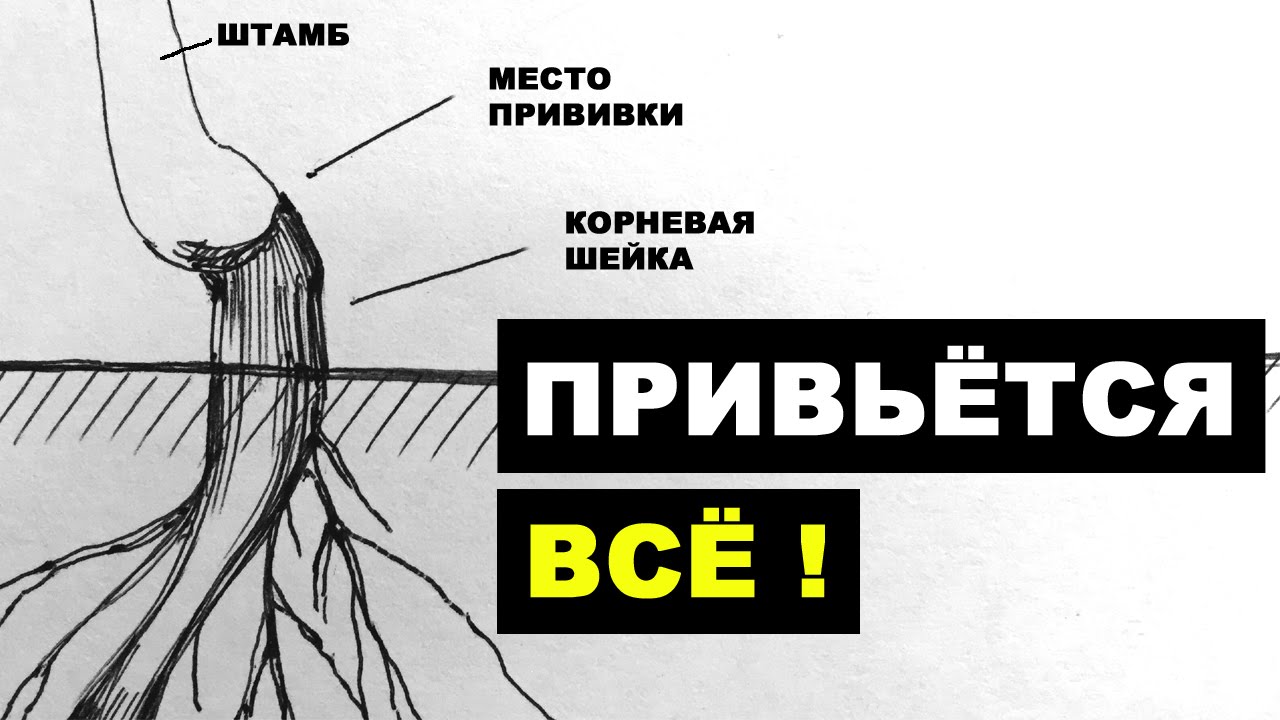 Используем корневую поросль как подвой