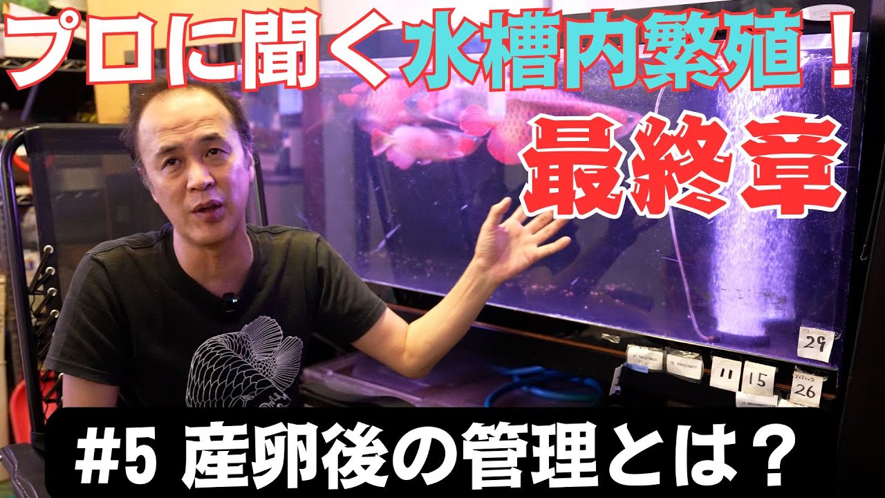 【プロに聞くアロワナ水槽内繁殖！】#5 産卵したらどうする？ #アクアリウム #アロワナ #アロワナ飼育  #アジアアロワナ #aquarium  #熱帯魚 #繁殖