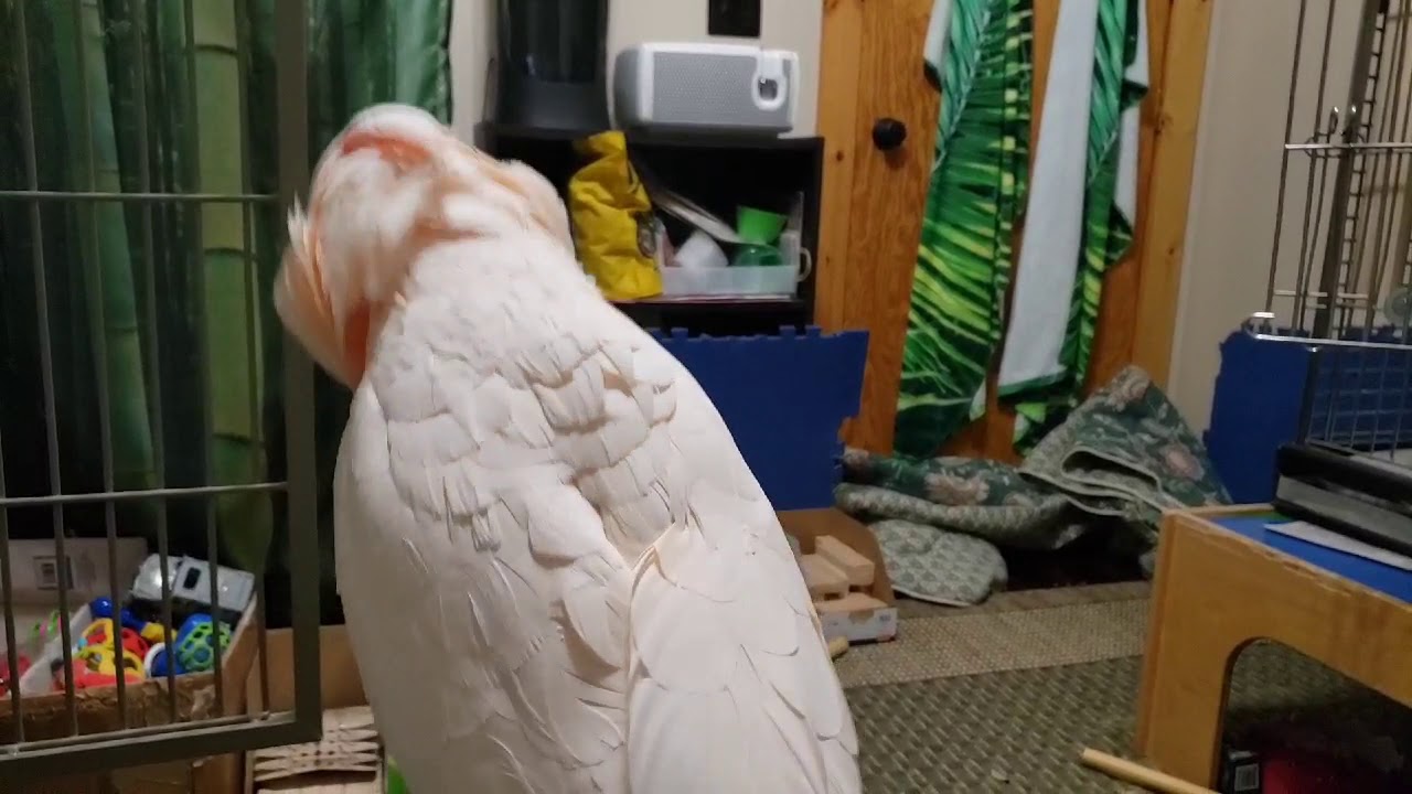 A Mr. Max Volume Alert Video