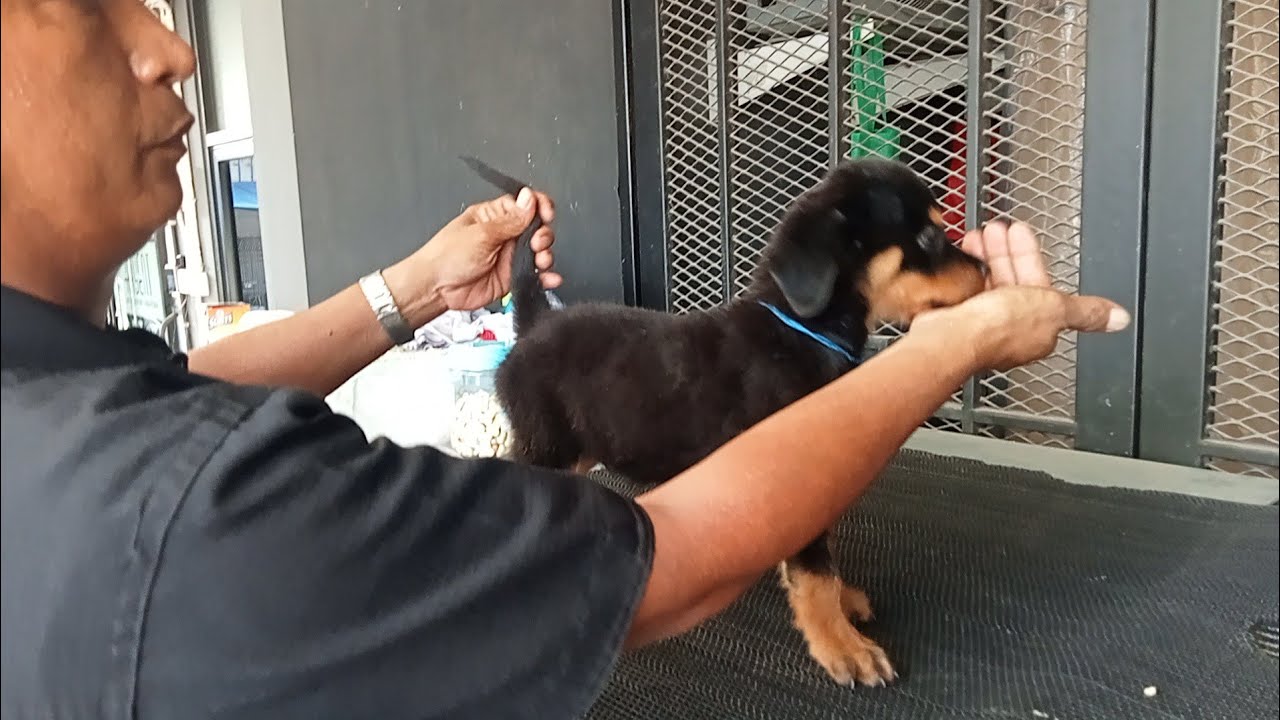 Pemberian vitamin puppy Rottweiler (anakan Rottweiler) #anjingrottweiler #jenisanjing