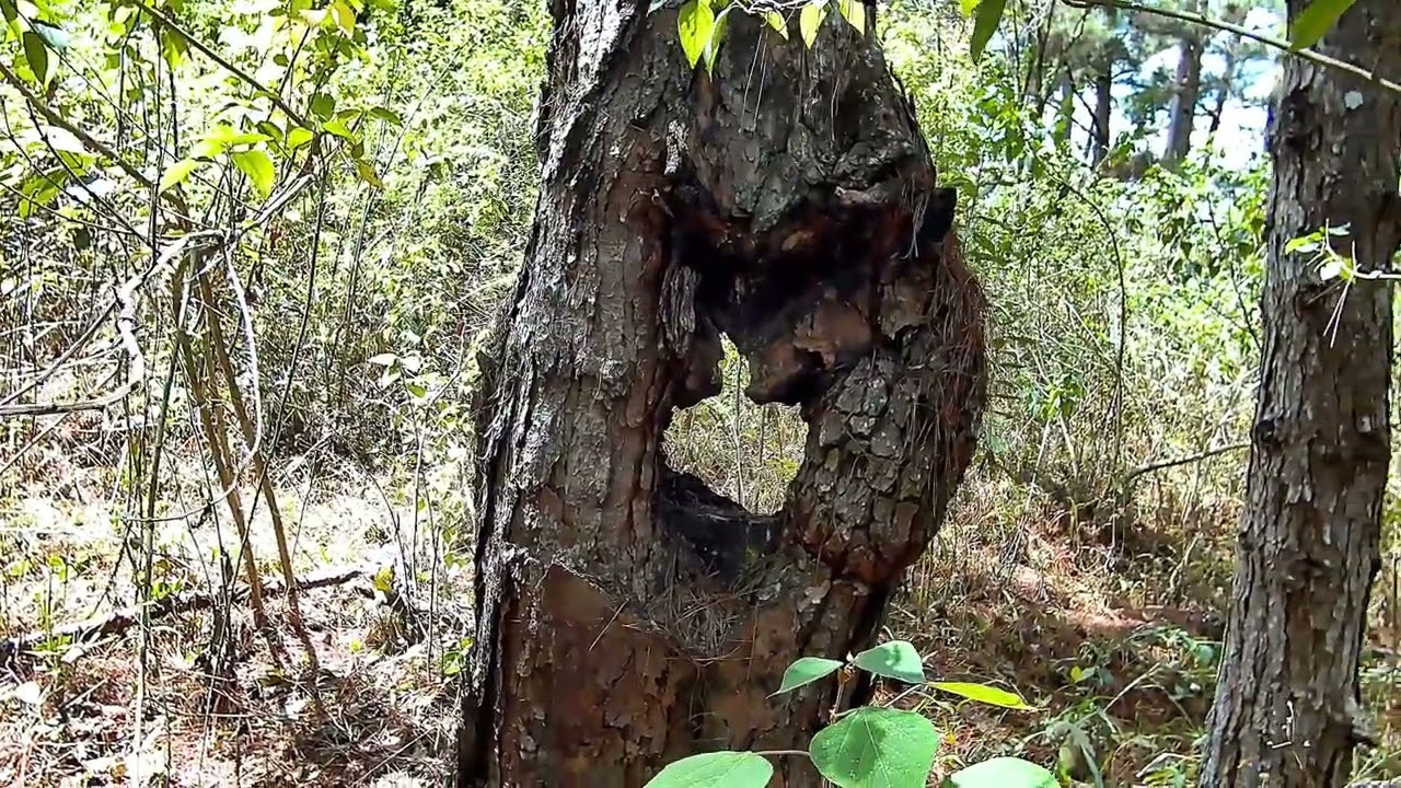 Going to collect wild ginseng and exploring nature.