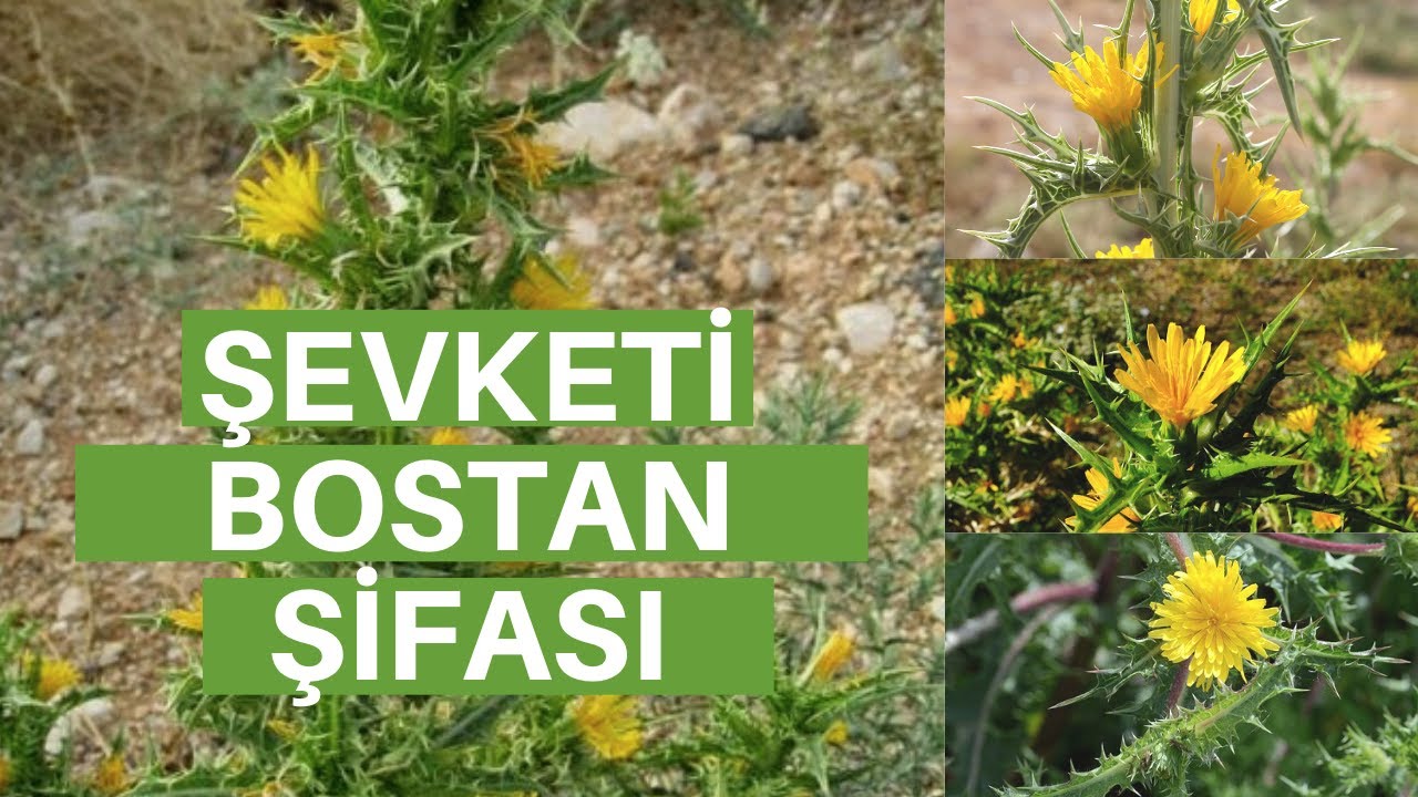 Şevketi Bostan Nedir ? Şevketi Bostan Faydaları Nelerdir ?(Bostanotu - Akkız - Mübarekotu)
