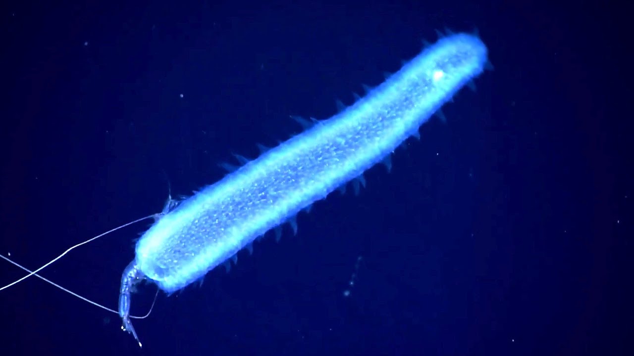 10 Weird Deep Ocean Creatures Found by ROVs in the Gulf of Mexico