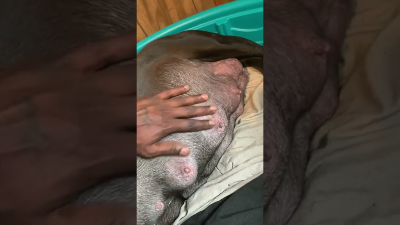 57 day pregnant pitbull and what to know