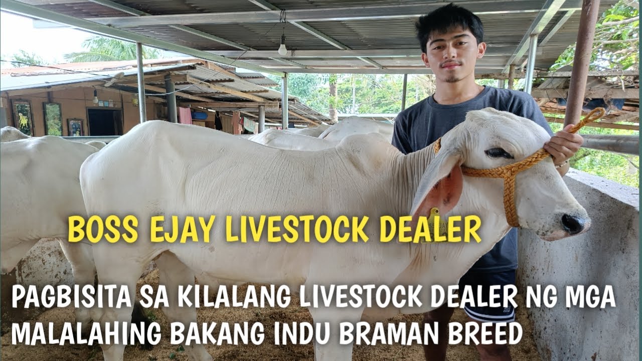 Super quality na Baka Indu Braman Breed Tatak boss EJAY Livestock