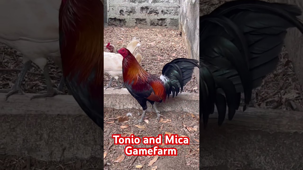 Mclean over Blue broodpen, Tonio and Mica Gamefarm, Philippines #gamefowl
